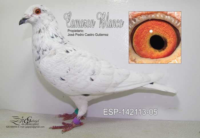 camaron_blanco