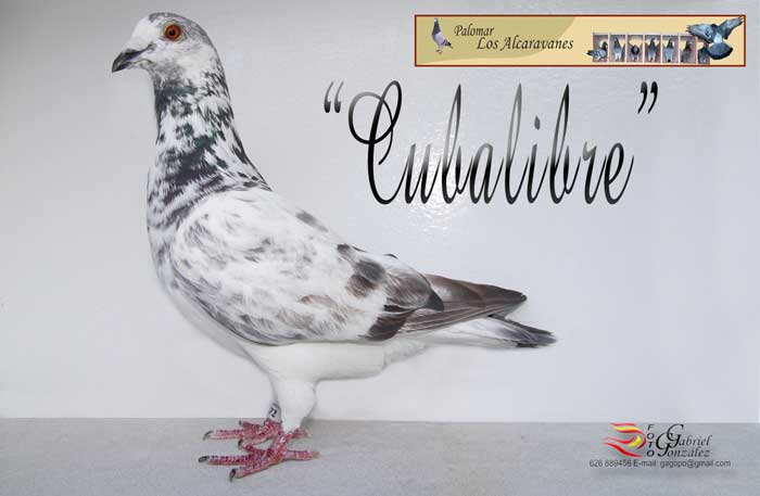 cubalibre