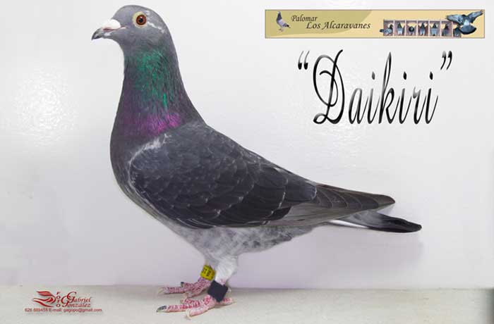 daikiri