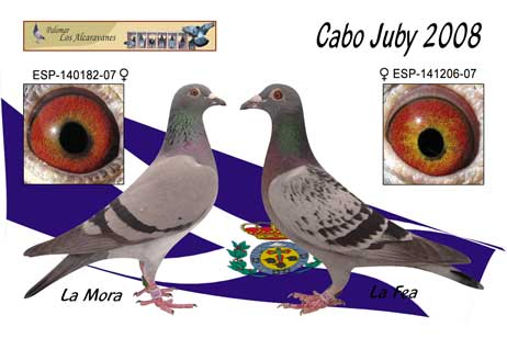 cabojuby2