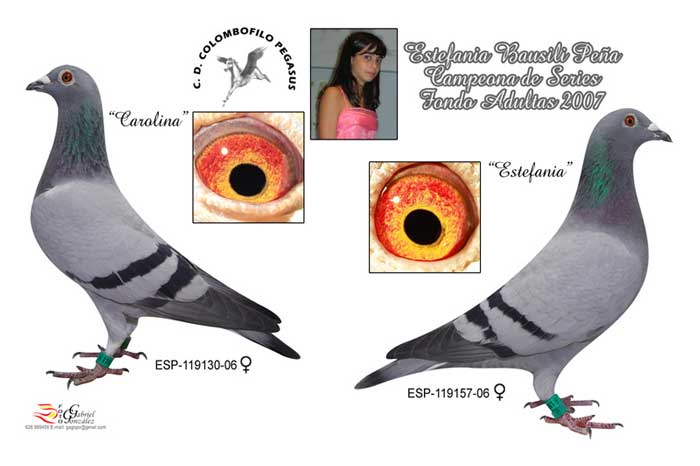 C.C.Pegasus
